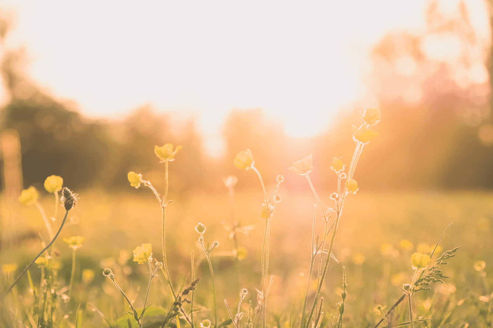Spring flowers