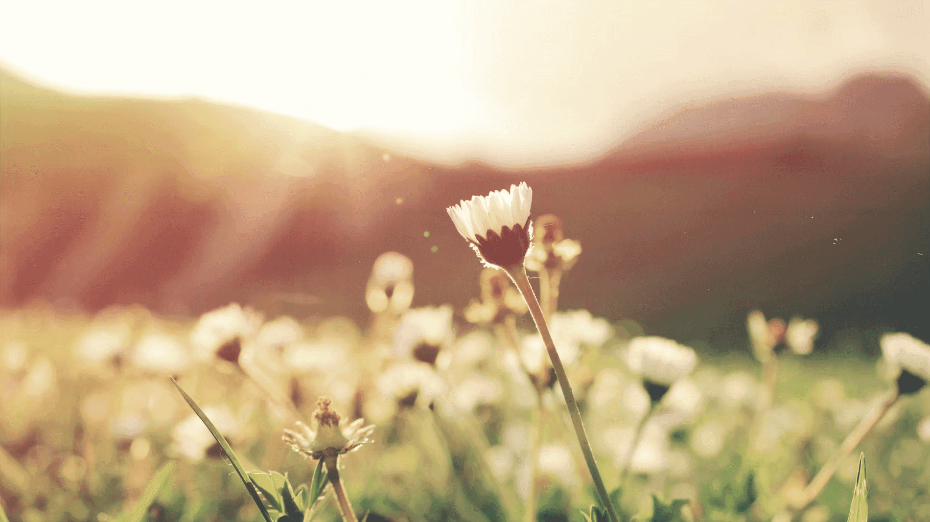 Spring flowers