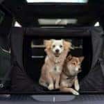aventura-cjdr-autotrader-dog-lover-chrysler-pacifica-jeep-grand-cherokee