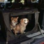 aventura-cjdr-autotrader-chrysler-jeep-dogs
