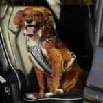 aventura-cjdr-2021-chrysler-pacifica-national-pet-day