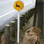 Wildlife On The Road