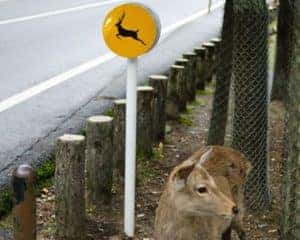 Wildlife On The Road