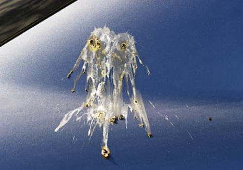 Bird droppings on car