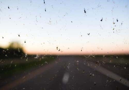 Bugs on a windshield