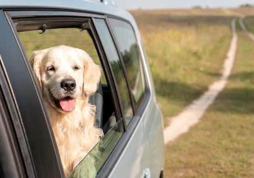 Dog looking out of car window