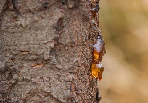 Sap on tree