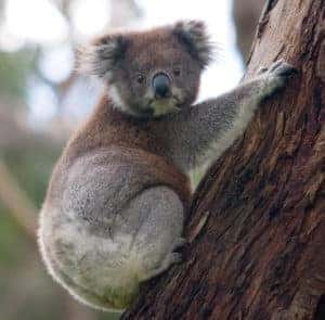 Awesome Australia