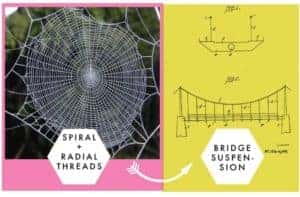 Nature's Blueprints