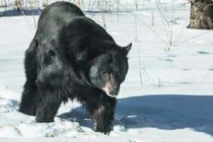 Virtual Meet-and-Greet a Lincoln Park Zoo Animal