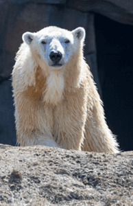 Meet-and-Greet a Lincoln Park Zoo Animal