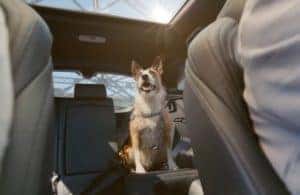 Toyota Venza Lifesaver