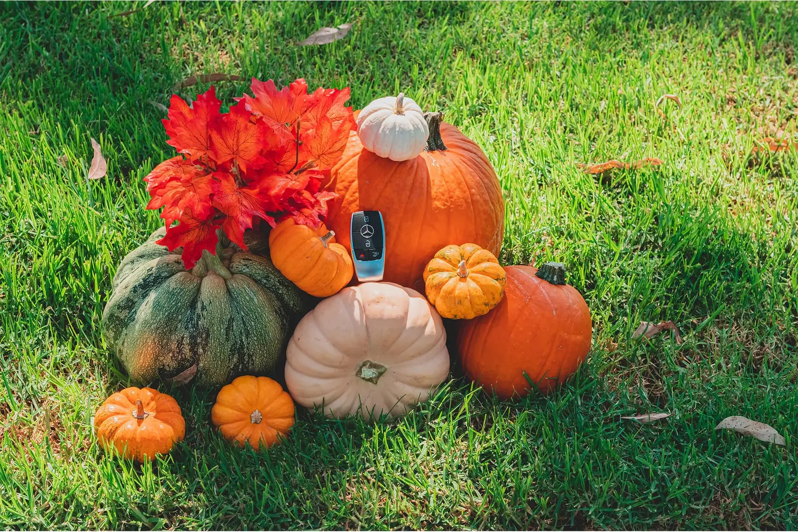 Pumpkin Patches Near Honolulu, HI | Mercedes-Benz of Honolulu