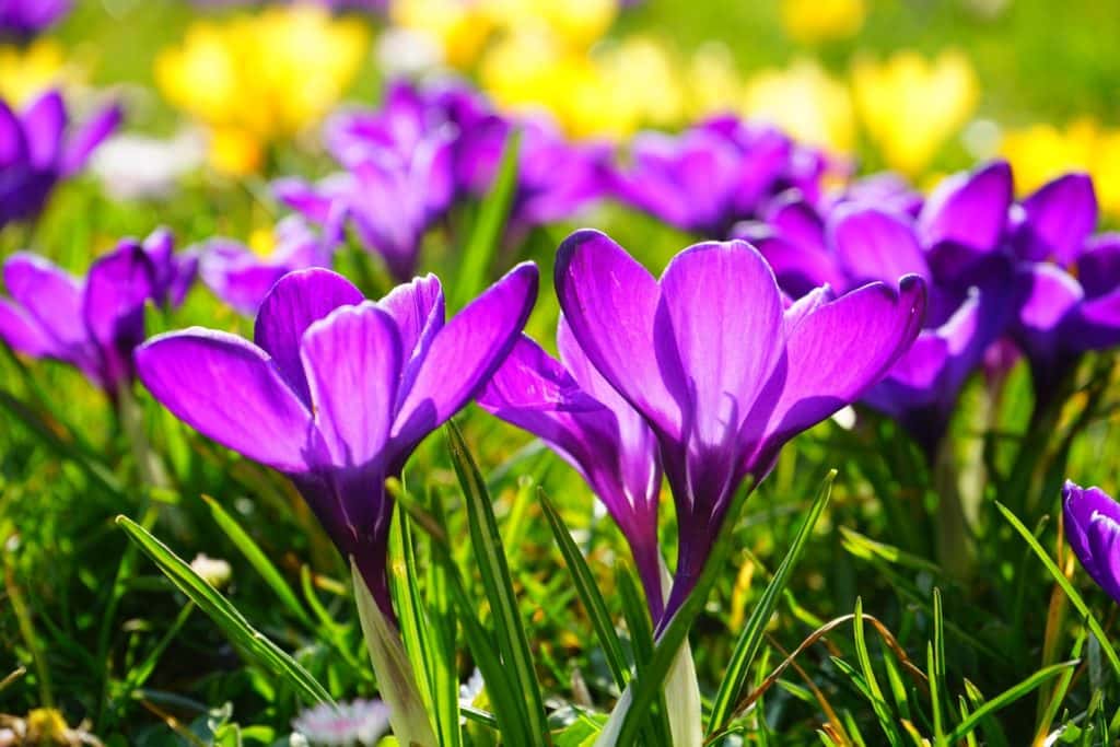 spring flowers
