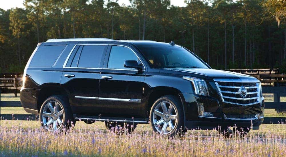 A black 2016 Cadillac Escalade is parked in front of trees and a fence.