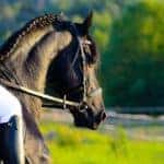 A horse and rider are in a field.