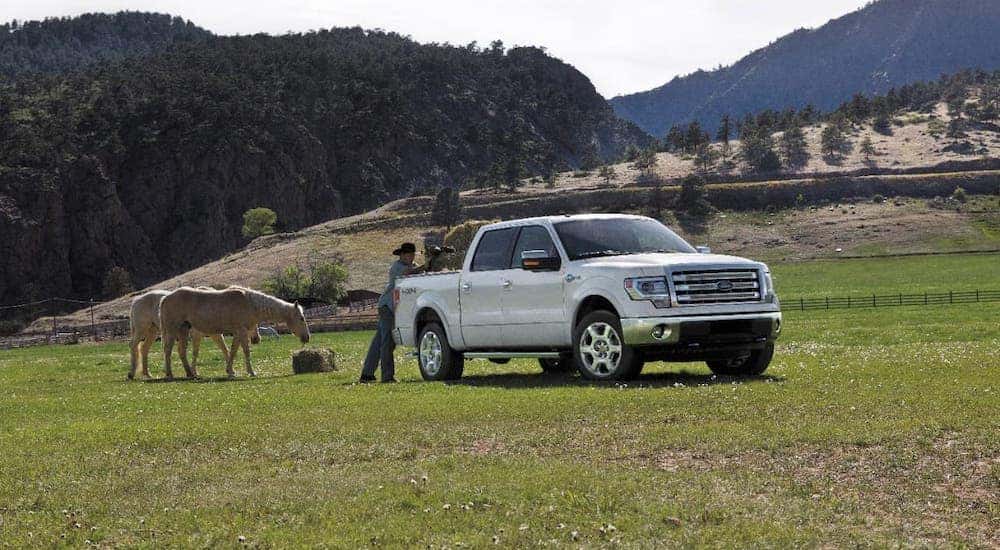 A man is unloading hay from the back of a white 2014 Used Ford F-150 on a horse farm outside Cincinnati, OH.