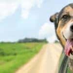 German Shepherd Dog Sticking Head Out Driving Car Window