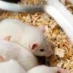 baby albino rats sleeping in cage