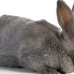 Giant Rabbit