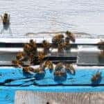 bee hive with bees on it