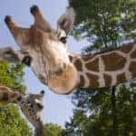 Giraffe looking down