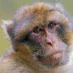 Berber monkey