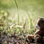 lost toy on the ground