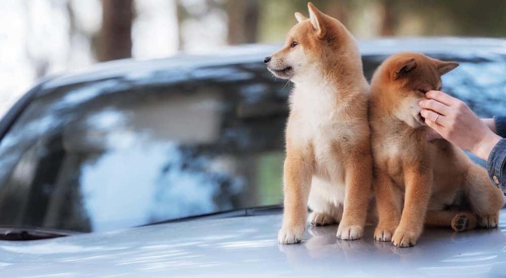 Get Out this Spring and Take the Dog with You to These Dog Parks Near