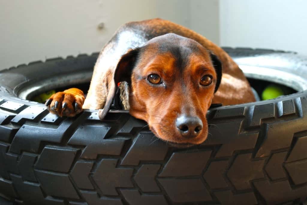 tyre dog bed
