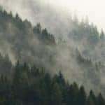 Foggy forest