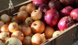 Farmers market in Spruce Pine, North Carolina
