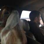 Animal in Car with family