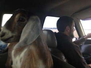 Animal in Car with family