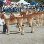 Horses in a show in columbia, TN