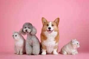 pets in Columbia, TN
