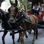 horses pulling a carriage of people in the street