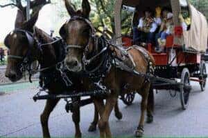horses pulling a carriage of people in the street