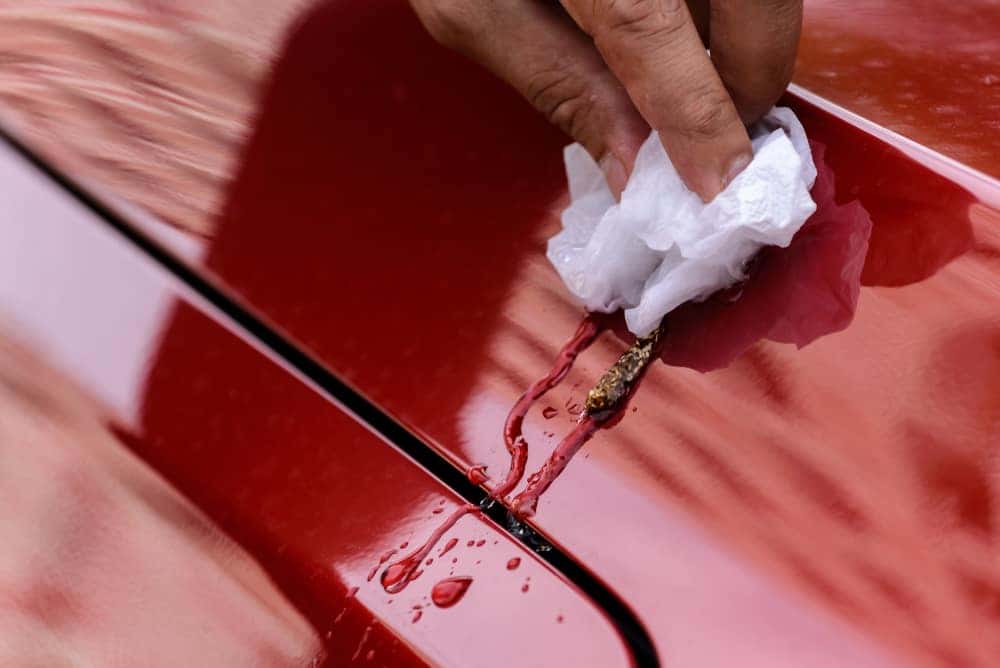 How to remove bird poop stains from car without ruining your car's paint