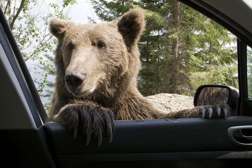 Animals Driving Cars 