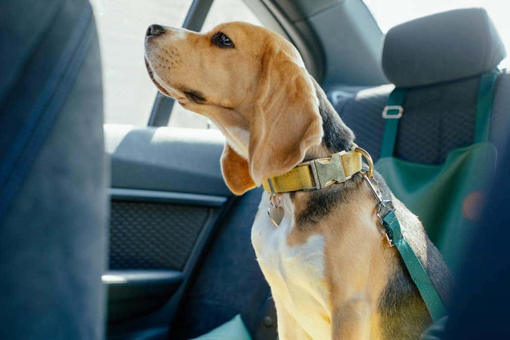 what to give dogs on long road trips